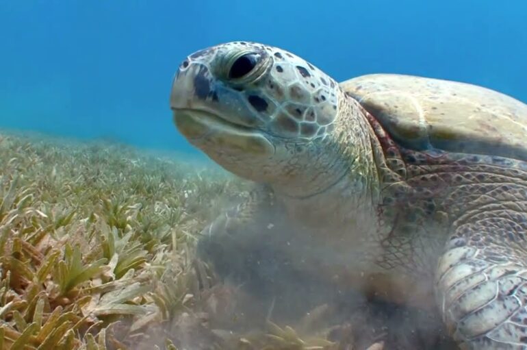 Tartarughe marine, Legambiente e comuni per la protezione dei nidi