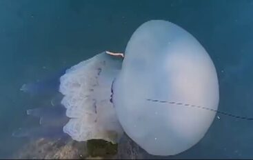 Le meduse proliferano anche sulle coste spezzine