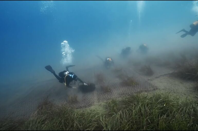 Posidonia, piantati centro metri nell’area marina delle 5 Terre 14-10-2024